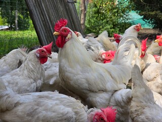 White hens and a rooster eating in the hen house on a beautiful sunny day.