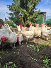 White hens and a rooster eating in the hen house on a beautiful sunny day.