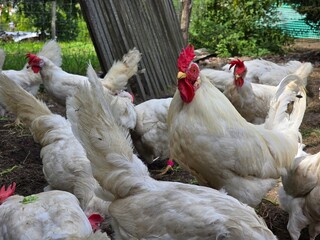 White hens and a rooster eating in the hen house on a beautiful sunny day.