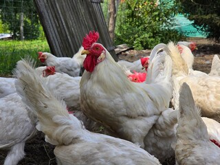 White hens and a rooster eating in the hen house