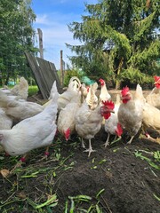 White hens and a rooster eating in the hen house on a beautiful sunny day.