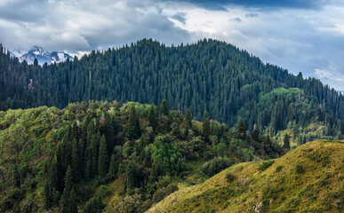 landscape with trees and clouds
