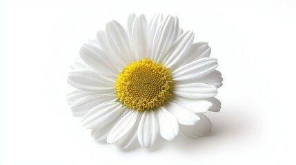A crisp photo of a single chamomile flower