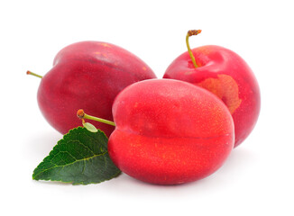 Plum branch with ripe fruits.