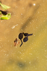 Tadpoles in a pond in Saint Gallen in Switzerland