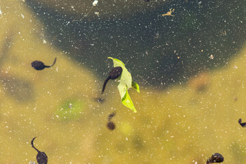 Tadpoles in a pond in Saint Gallen in Switzerland