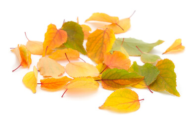 Autumn falling leaves.