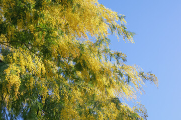 Branches of flowering tree of Acacia dealbata ( silver wattle ) against blue sky. Bright yellow flowers on sunny spring day