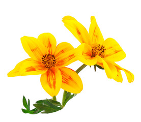 Obraz premium Bidens flower isolated.