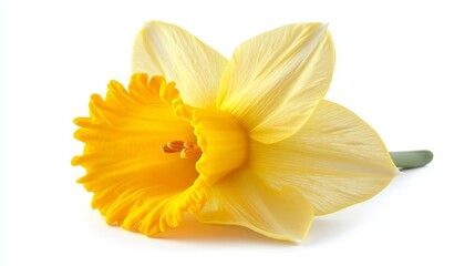 A crisp photo of a single daffodil flower with a bright yellow color © stopcontrol