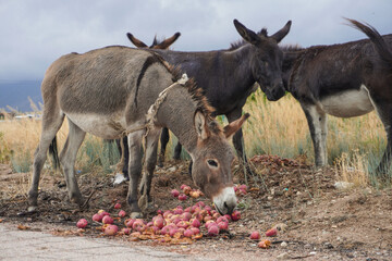 A group of donkeys, including a brown one in the foreground, eating fallen red apples on the ground. The scene is set in a rural area with dry grasses and an overcast sky.