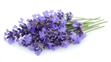 A crisp photo of a single lavender flower