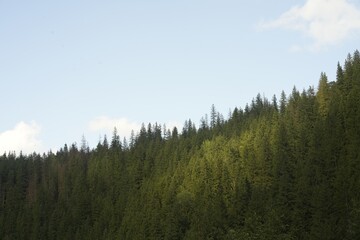 Green forest in mountains under blue sky