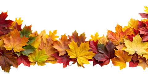 Autumn Leaves Border in Various Colors Isolated on White Transparent Background, PNG Element. Vibrant fall foliage colorful garland