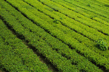 Tambi tea garden plantation from Wonosobo Regency, Central Java, Indonesia.