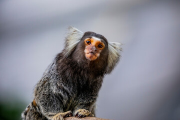 The common marmoset (Callithrix jacchus) is a New World monkey. It originally lived on the northeastern coast of Brazil,