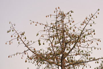 Kapok tree Ceiba pentandra cotton javanese cotton in the twilight sky