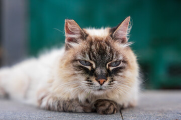 The portrait of a street, homeless cat.