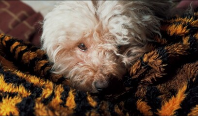 Dog in bed, poodle