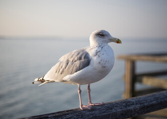 portrait of a seagull on the Baltic Sea