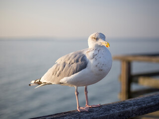 portrait of a seagull on the Baltic Sea