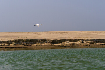 Great White Egret in flight over the sandy bank of the Padma River (Ganges), Bangladesh.