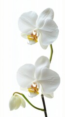 A close-up of a single orchid flower with delicate petals