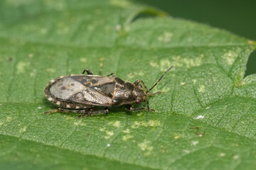Closeup on a European nettle ground bug, Heterogaster urticae sunbathing in the garden