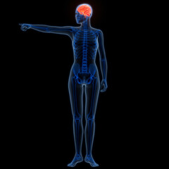 Central Organ of Human Nervous System Brain Anatomy
