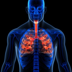 Human Respiratory System Lungs Anatomy