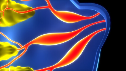 Female Internal Organs Mammary Glands Anatomy