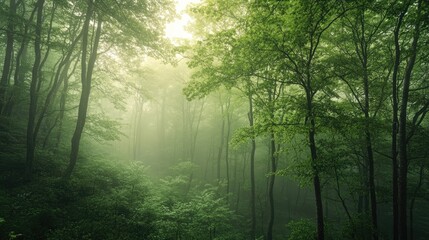 Fototapeta premium A foggy morning in a green forest, with mist rolling through the trees, enhancing the quiet and mystical ambiance.