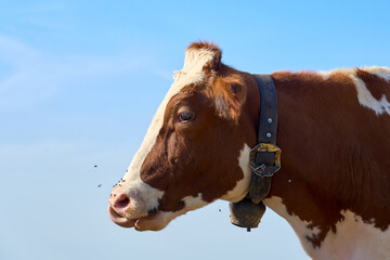 cows portrait on a mountain pasture in the Allgaeu Alps, Bavaria, Germany