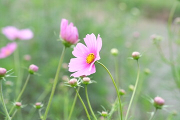 コスモス