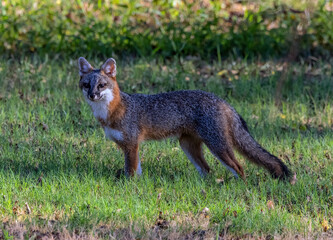 A male Gray Fox pauses momentarily for his portrait.