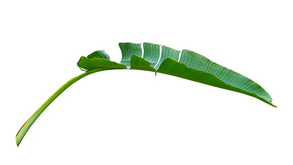 tropical banana leaf isolated on white background