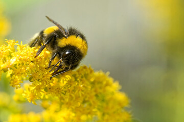Gartenhummel auf der Goldrute