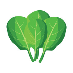 Fresh spinach leaves realistic vector illustration on white