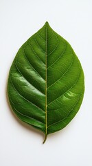 Obraz premium A close-up of a single sunflower leaf