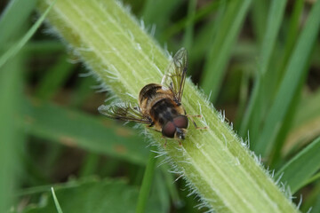An Eristalis hoverfly, or dronefly