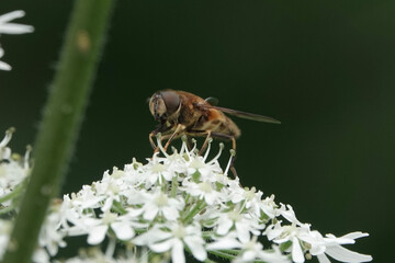 An Eristalis hoverfly, or dronefly, on hogweed
