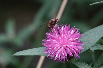 A fly (Phaonia) feeding on clover