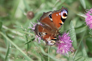 A Peacock butterfly (Aglais io) feeding on knapweed