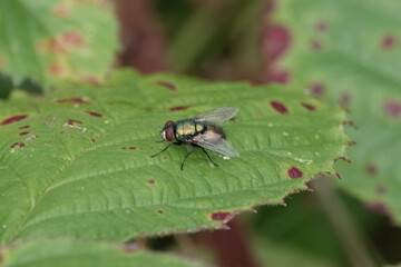 A greenbottle fly resting on a bramble leaf
