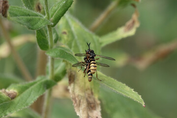 A pair of conopid flies (Conops quadrifasciatus) mating