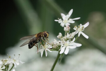A hoverfly, Leucozona glaucia, feeding on hogweed flowers