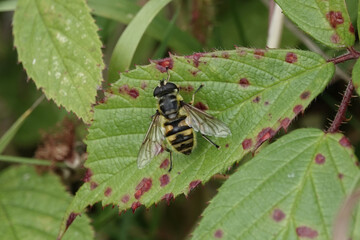The Batman Hoverfly, Myathropa florea, on a bramble leaf