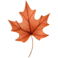 Obraz premium Close-up of Single Autumn Maple Leaf.