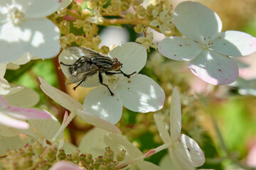 calf cutter fly, Stomoxys calcitrans on a blooming hydrangea