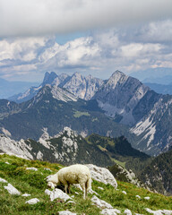 Sheep in front of a mountain